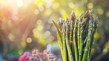 organic asparagus bundle, morning light, gradient natural backdrop photo