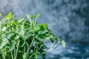 Fresh green pea sprouts against a blurred blue backdrop, symbolizing spring and growth, perfect for Earth Day promotions and healthy eating concepts photo