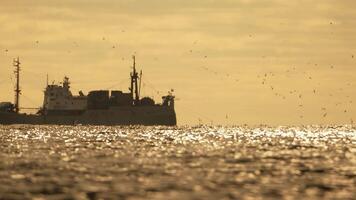 abstrait mer océan le coucher du soleil la nature Contexte avec mouettes et pêche bateau chalutier captures poisson tandis que voile sur mer à horizon dans distance voile à capture école de poisson sur calme mer surface dans été. video