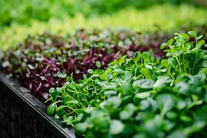 Vibrant microgreens growing in trays, symbolizing fresh starts and sustainability, ideal for nutrition, gardening content, and Earth Day promotions photo