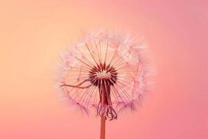 Early morning light illuminates the intricate geometric seed formation of a solitary dandelion isolated on a gradient background photo