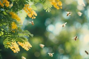 bees collecting honey from acacia trees, empty space for text photo