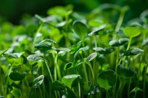 lozano verde microgreens crecimiento cerca arriba, simbolizando primavera y sostenibilidad, ideal para tierra día o mundo ambiente día temas foto