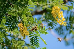 bees collecting honey from acacia trees, empty space for text photo
