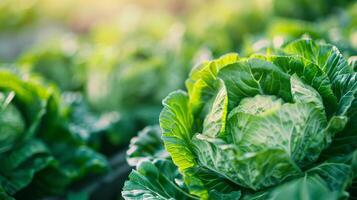 Lush green cabbage heads thriving in an organic farm garden, perfect for vegan and healthy eating concepts, related to World Vegetarian Day and sustainability photo