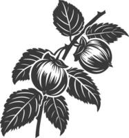 Silhouette Hazelnut fruit black color only vector