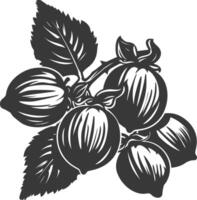 Silhouette Hazelnut fruit black color only vector