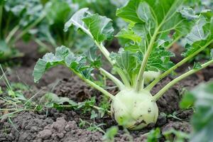 Organic kohlrabi growing in fertile soil, representing sustainable agriculture and farm to table concepts, ideal for World Food Day promotions photo