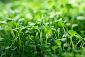 Lush green microgreens sprouting in soft focus, symbolizing growth and health, ideal for springtime and Earth Day concepts photo