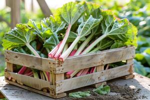 recién cosechado ruibarbo tallos con verde hojas en un de madera caja en un jardín fondo, simbolizando orgánico agricultura y primavera cosecha temporada foto