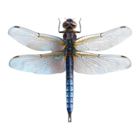 3D Rendering of a Dragonfly on Transparent Background png