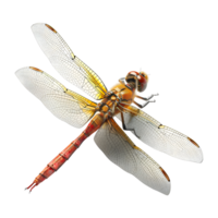 3D Rendering of a Dragonfly on Transparent Background png