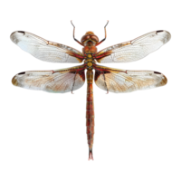 3D Rendering of a Dragonfly on Transparent Background png