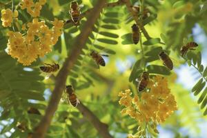 bees collecting honey from acacia trees photo