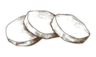 pelado blanco papas, cortar dentro redondo rebanadas y doblada dentro un montón. gráfico ilustración mano dibujado en marrón tinta línea Arte en el tema de cosecha, cocinando, alimento, vegetal. elemento eps vector