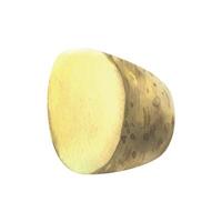 White potato in brown skin, cut off half of a tuber. Watercolor illustration, hand drawn on the theme of harvest, cooking, food, packaging, vegetable shop design. Element isolated from background. vector