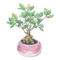 Watercolor illustration of ficus microcarpa, bonsai in pink ceramic pots. For posters, postcards, decorations vector