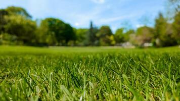 Low angle view of vibrant green grass in a sunny park, ideal for concepts related to spring, Earth Day, or outdoor leisure activities photo