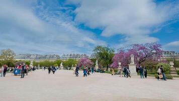 Spring day in the Jardin des Tuileries with blooming purple trees and leisurely crowds, Paris, France, April 14th, 2024, ideal for travel and seasonal themes photo