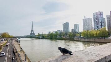 Pigeon perched on a riverbank with a tranquil view of the Seine and Eiffel Tower in springtime Paris, France, captured on April 14th, 2024, ideal for travel and urban themes photo