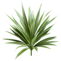 3D Rendering of a Dracaena Plant on Transparent Background png