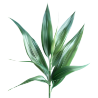 3D Rendering of a Dracaena Plant on Transparent Background png