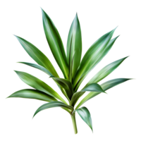 3D Rendering of a Dracaena Plant on Transparent Background png