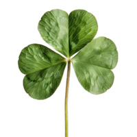 3D Rendering of a Clover Leaf on Transparent Background png