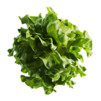 3D Rendering of a Green Lettuce on Transparent Background png