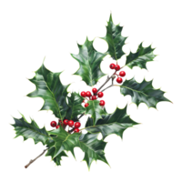 3D Rendering of a Christmas plant holly leaves with berries on Transparent Background png