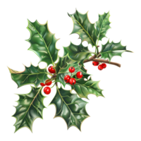 3D Rendering of a Christmas plant holly leaves with berries on Transparent Background png