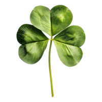 3D Rendering of a Clover Leaf on Transparent Background png