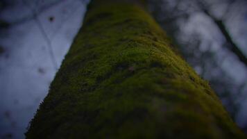 proche en haut de mousse couvert Roche dans forêt avec nuances de vert video