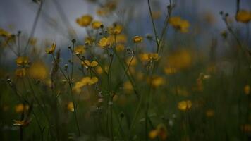 Colorful Vivid Spring Flowers Blooming on Wild Grass Field Outside video