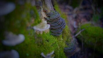 Enchanting footage of mushrooms thriving in a lush forest setting, growing on mossy tree branches and trunks. Closeup shots capture the intricate details of each fungi, creating a mesmerizing natural video