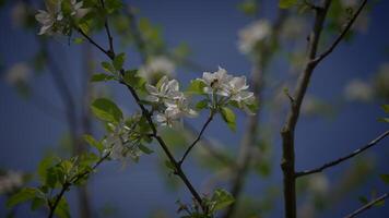 White Flowers of a Cherry Blossom on a Cherry Tree in Spring Season video