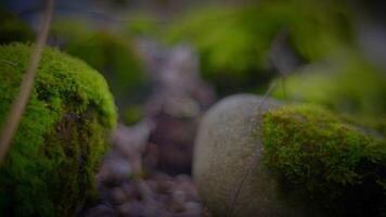 explorar el belleza de cubierto de musgo rocas en un sereno natural paisaje video