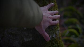 gest av hand rörande träd trunk på gräs- jord video