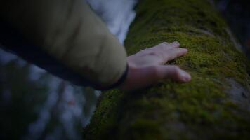 Hand touching mossy tree trunk in a grassy landscape video