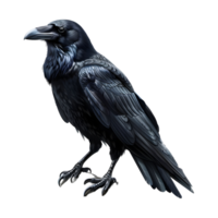 nero corvo su trasparente sfondo png
