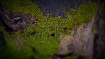 Explore the beauty of nature in this showcasing closeups of tree trunks covered in lush green moss. Take a moment to appreciate the intricate details of the natural world video