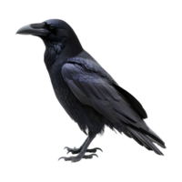 Black Crow on Transparent background png