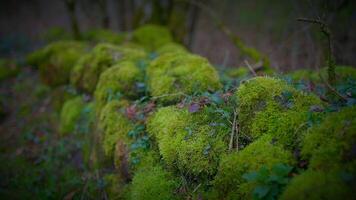 Closeup of green moss, a terrestrial plant, growing on a rock in the forest video