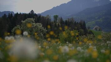 printemps fleurs épanouissement dans floral paysage paysage en plein air video