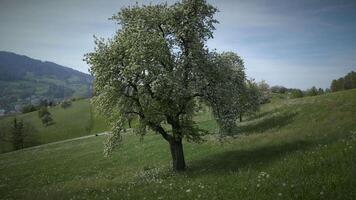 bianca fiori di un' ciliegia fiorire su un' ciliegia albero nel primavera stagione video