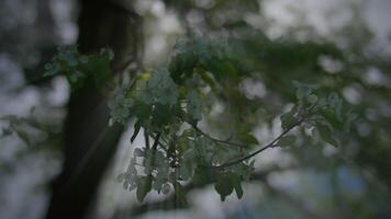 Weiß Blumen von ein Kirsche blühen auf ein Kirsche Baum im Frühling Jahreszeit video