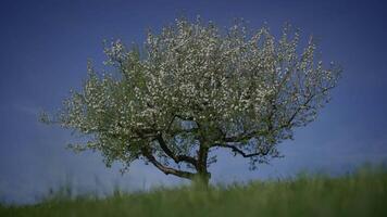 Frühling Blumen Blühen im Blumen- Landschaft Landschaft draußen video