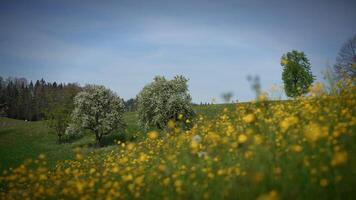 Colorful Vivid Spring Flowers Blooming on Wild Grass Field Outside video