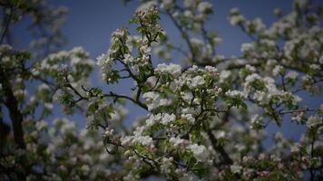 White Flowers of a Cherry Blossom on a Cherry Tree in Spring Season video
