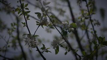 vit blommor av en körsbär blomma på en körsbär träd i vår säsong video